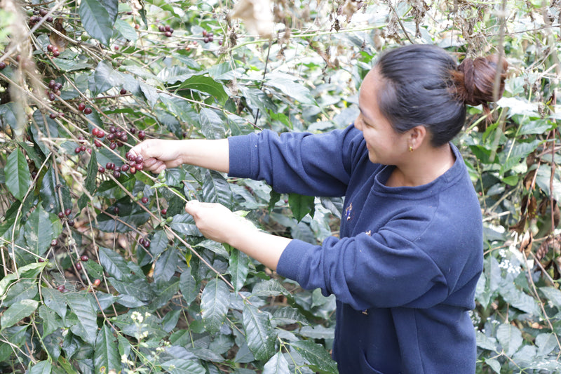Coffee picking at Sitio Belis, Benguet, Philippines
